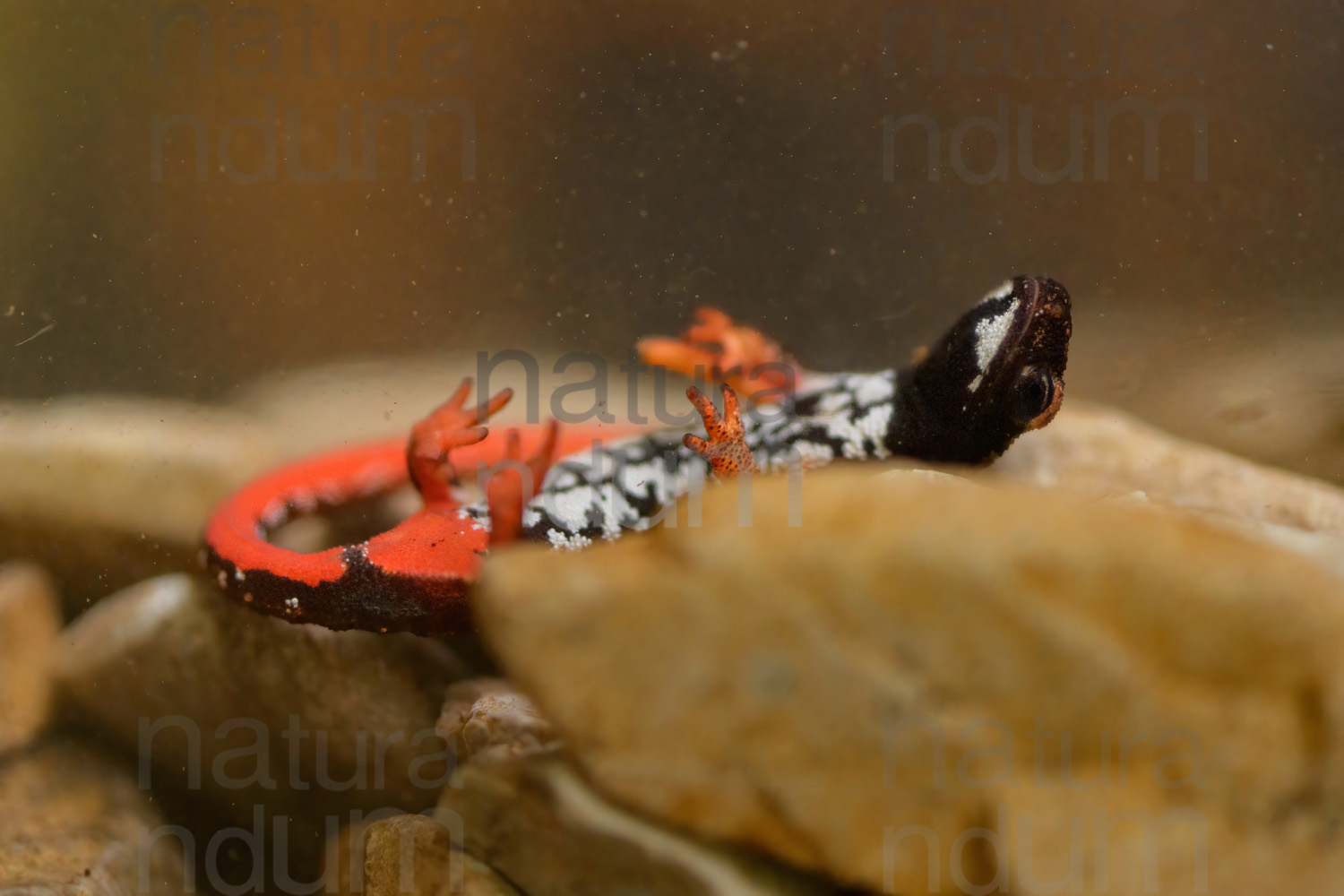 Photos of Spectacled Salamander (Salamandrina terdigitata)