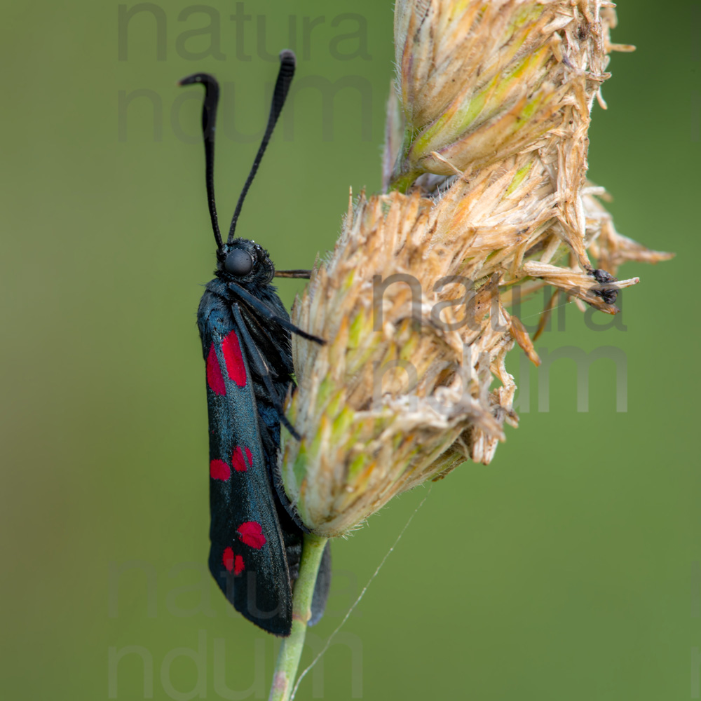 Photos of Zygaena filipendulae