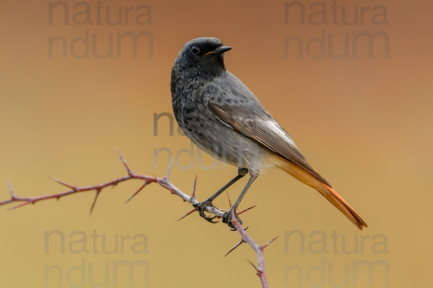 Foto di Codirosso spazzacamino (Phoenicurus ochruros)