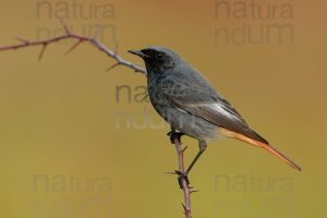 Photos of Black Redstart (Phoenicurus ochruros)