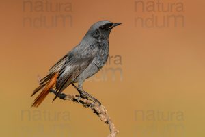 Foto di Codirosso spazzacamino (Phoenicurus ochruros)