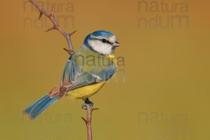 Foto di Cinciarella (Cyanistes caeruleus)