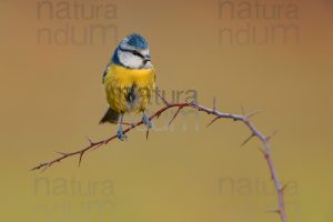 Photos of Blue Tit (Cyanistes caeruleus)