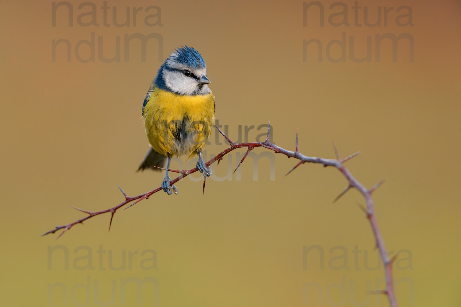 Foto di Cinciarella (Cyanistes caeruleus)