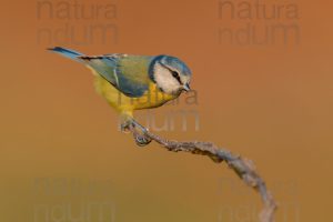 Foto di Cinciarella (Cyanistes caeruleus)