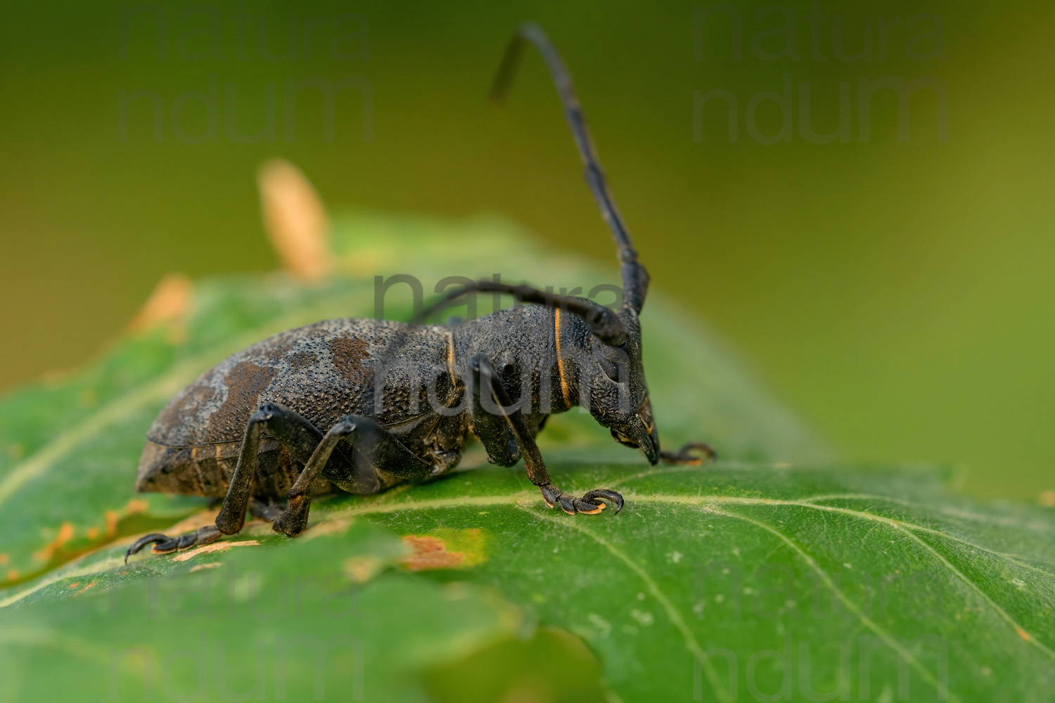 Foto di Longicorno (Morimus asper)