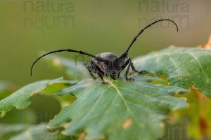 Foto di Longicorno (Morimus asper)