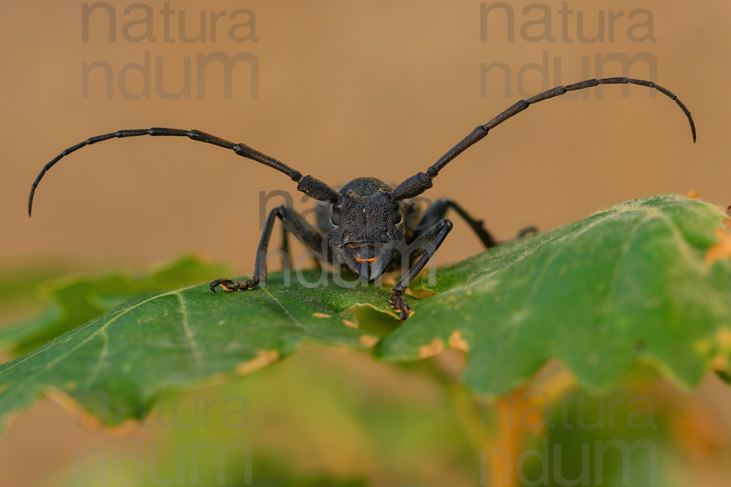 Foto di Longicorno (Morimus asper)