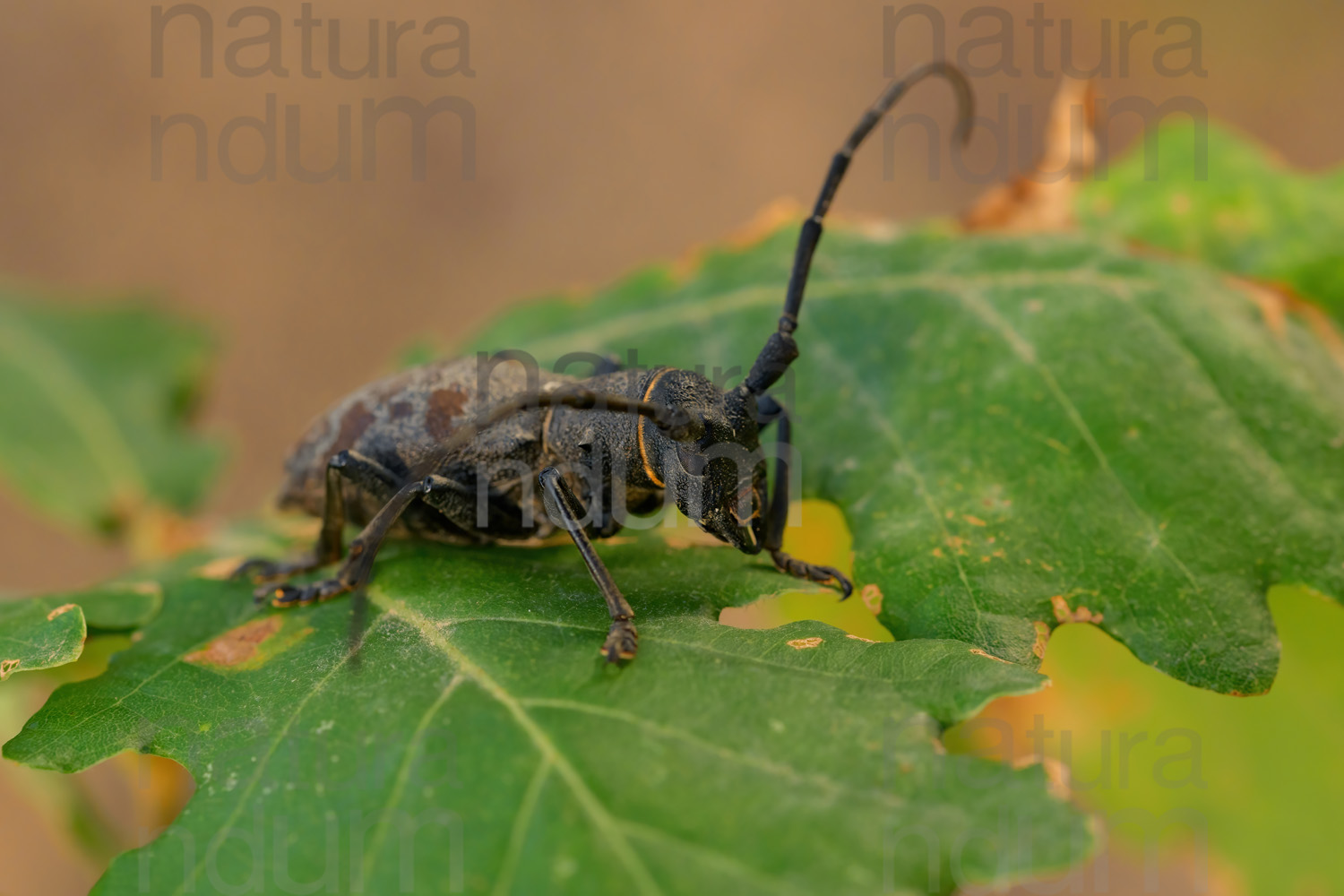 Foto di Longicorno (Morimus asper)