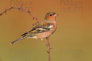 Photos of Common Chaffinch (Fringilla coelebs)