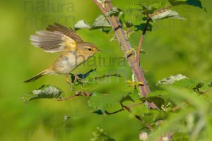 Foto di Luì piccolo (Phylloscopus collybita)