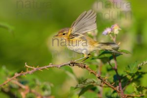 Foto di Luì piccolo (Phylloscopus collybita)