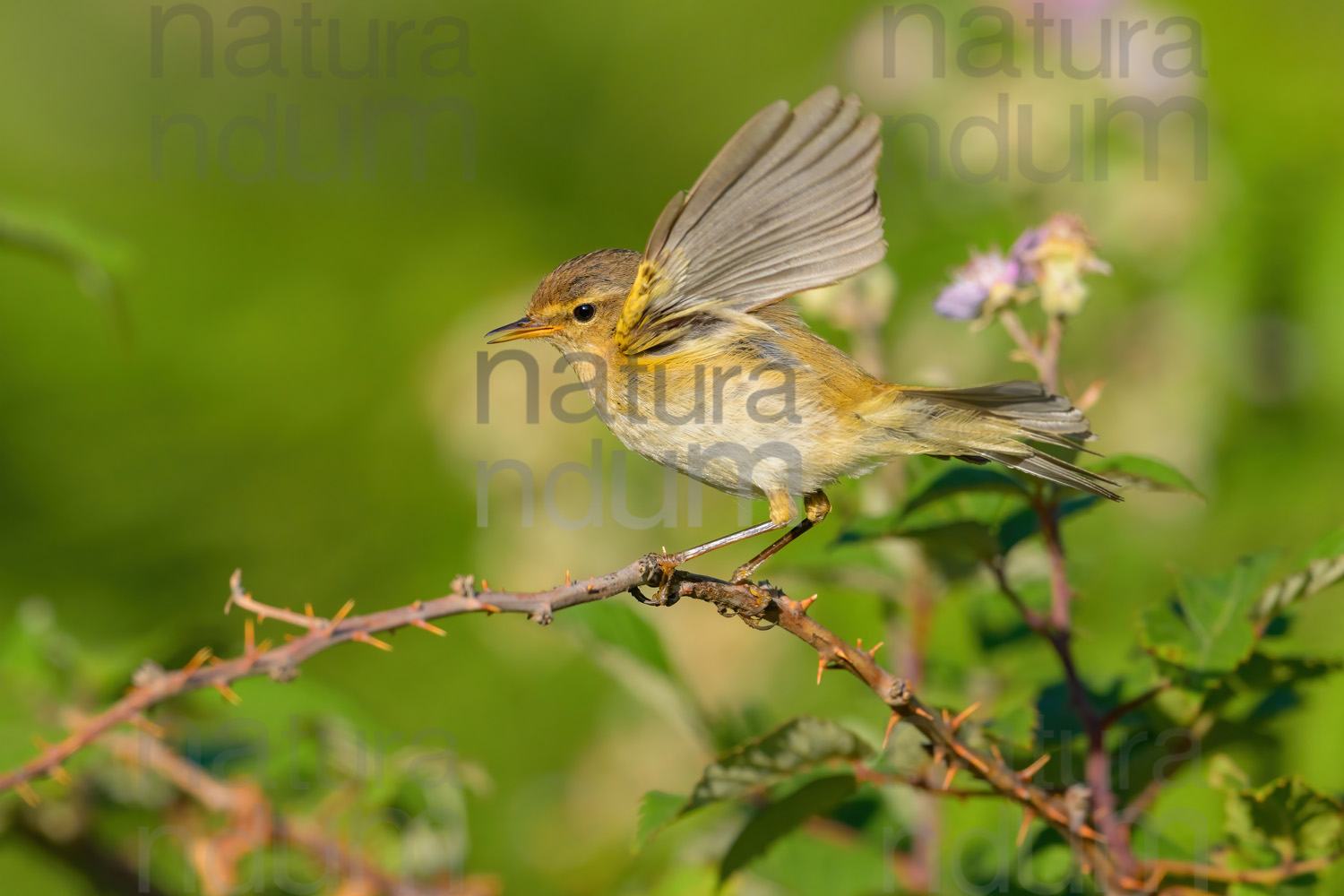 Photos of Common Chiffchaff (Phylloscopus collybita)