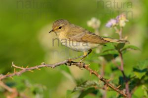 Foto di Luì piccolo (Phylloscopus collybita)