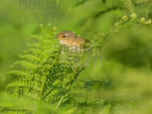 Foto di Luì piccolo (Phylloscopus collybita)