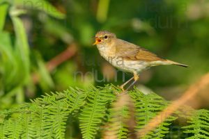 Foto di Luì piccolo (Phylloscopus collybita)