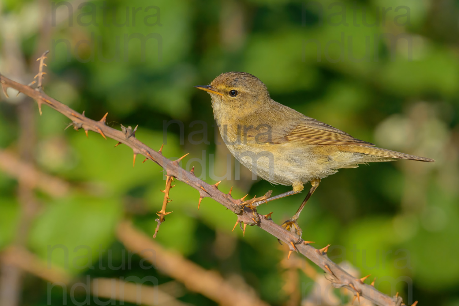 Foto di Luì piccolo (Phylloscopus collybita)