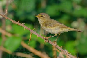 Foto di Luì piccolo (Phylloscopus collybita)