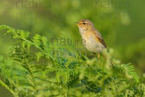 Foto di Luì piccolo (Phylloscopus collybita)