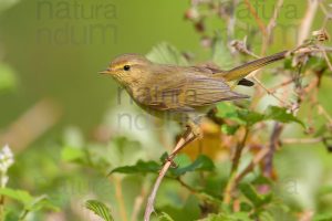 Foto di Luì piccolo (Phylloscopus collybita)