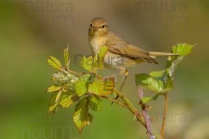 Foto di Luì piccolo (Phylloscopus collybita)