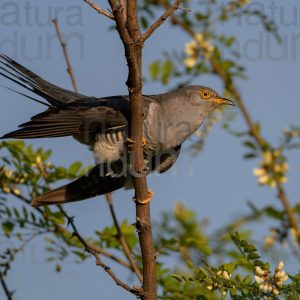 Photos of Common Cuckoo (Cuculus canorus)