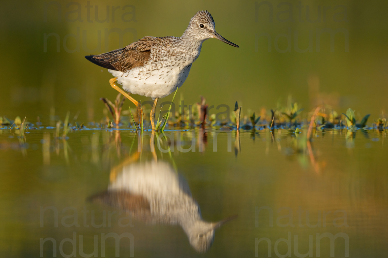 Foto di Pantana (Tringa nebularia)