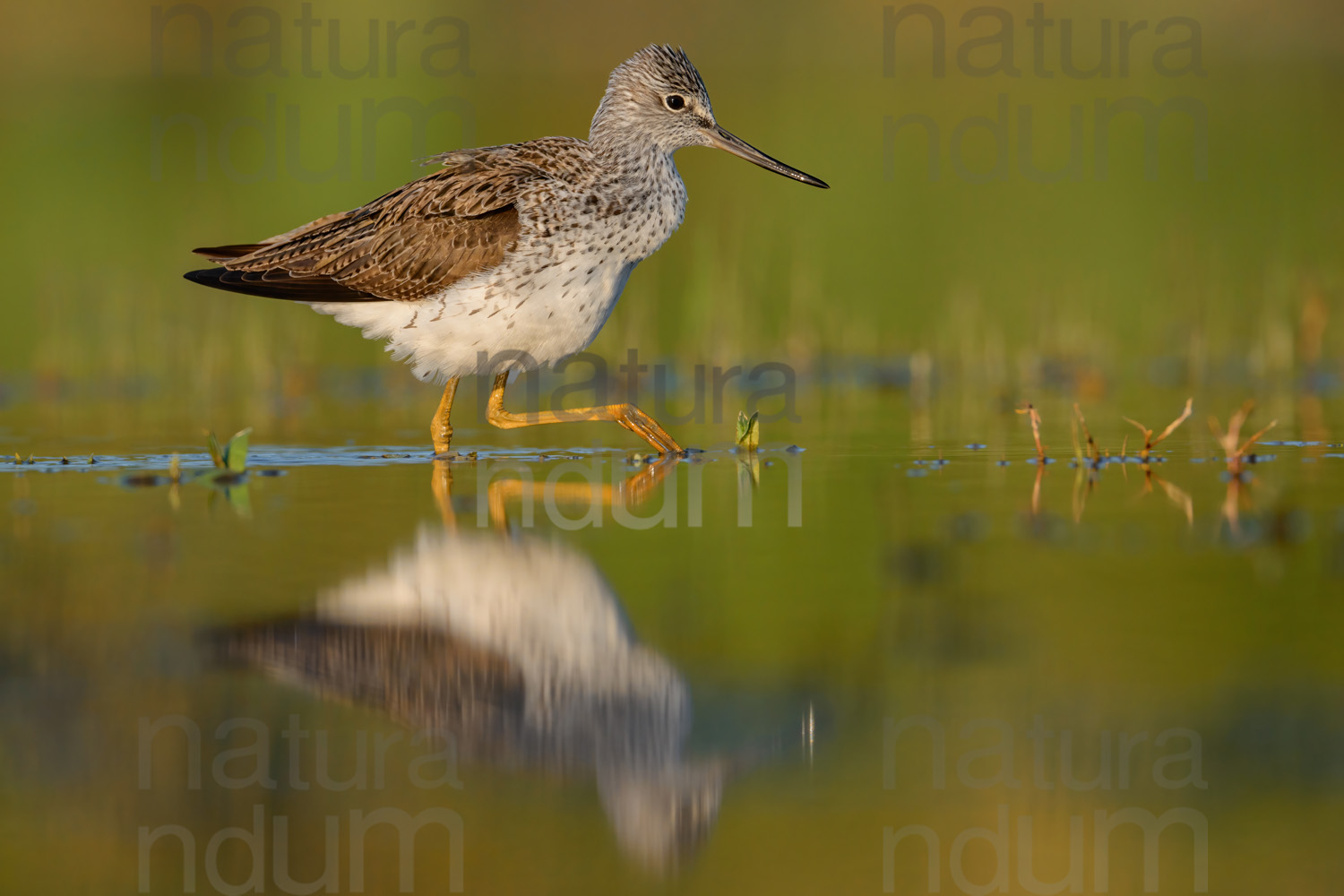 Foto di Pantana (Tringa nebularia)