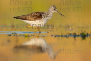 Foto di Pantana (Tringa nebularia)