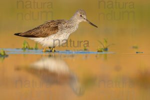 Foto di Pantana (Tringa nebularia)