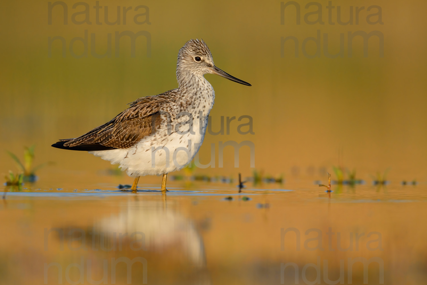 Foto di Pantana (Tringa nebularia)