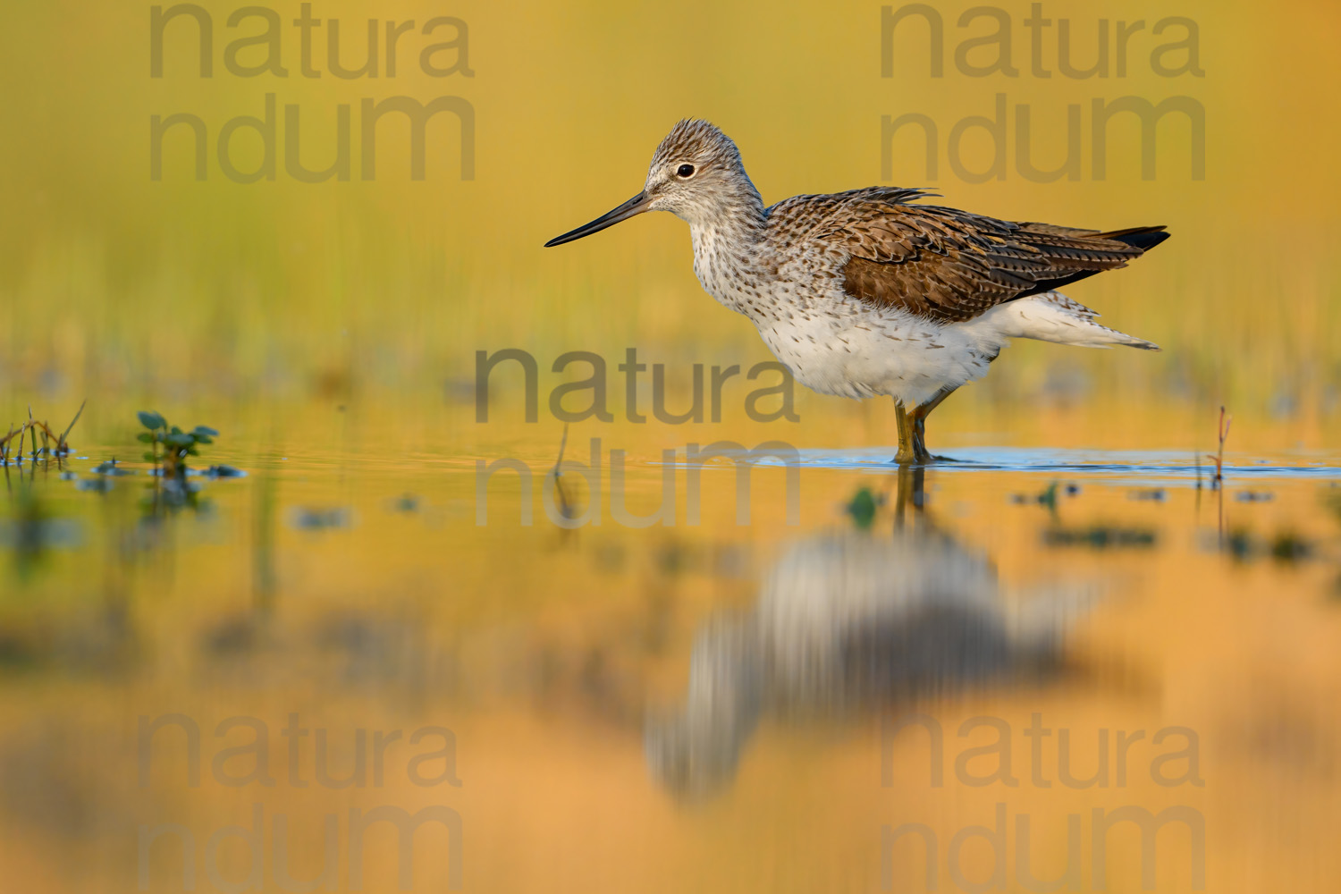 Foto di Pantana (Tringa nebularia)