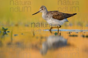 Foto di Pantana (Tringa nebularia)