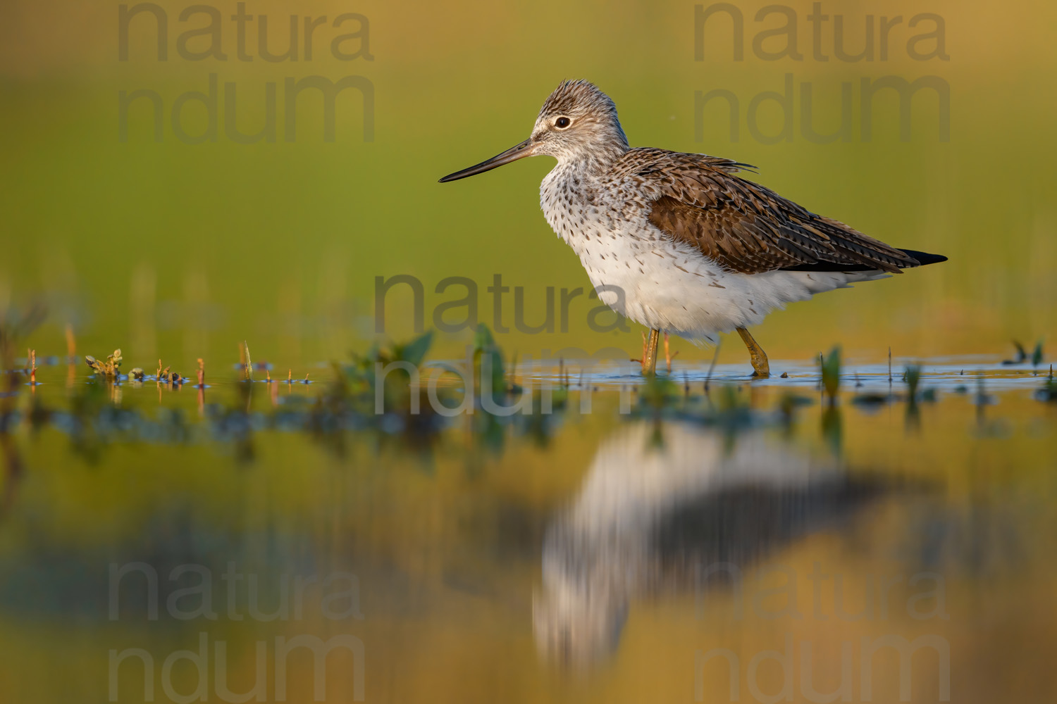 Foto di Pantana (Tringa nebularia)