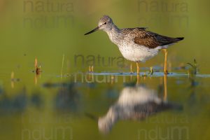 Foto di Pantana (Tringa nebularia)