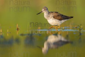 Foto di Pantana (Tringa nebularia)