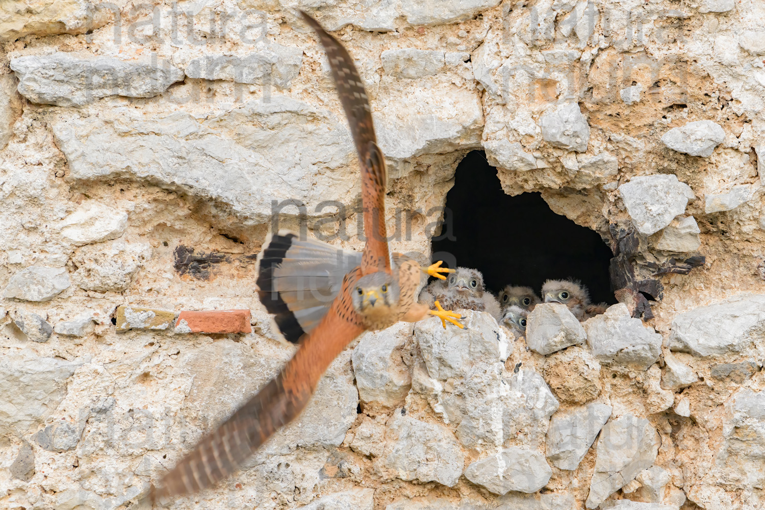 Foto di Gheppio (Falco tinnunculus)