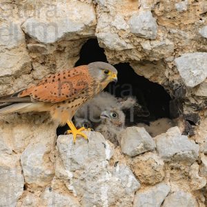 Foto di Gheppio (Falco tinnunculus)