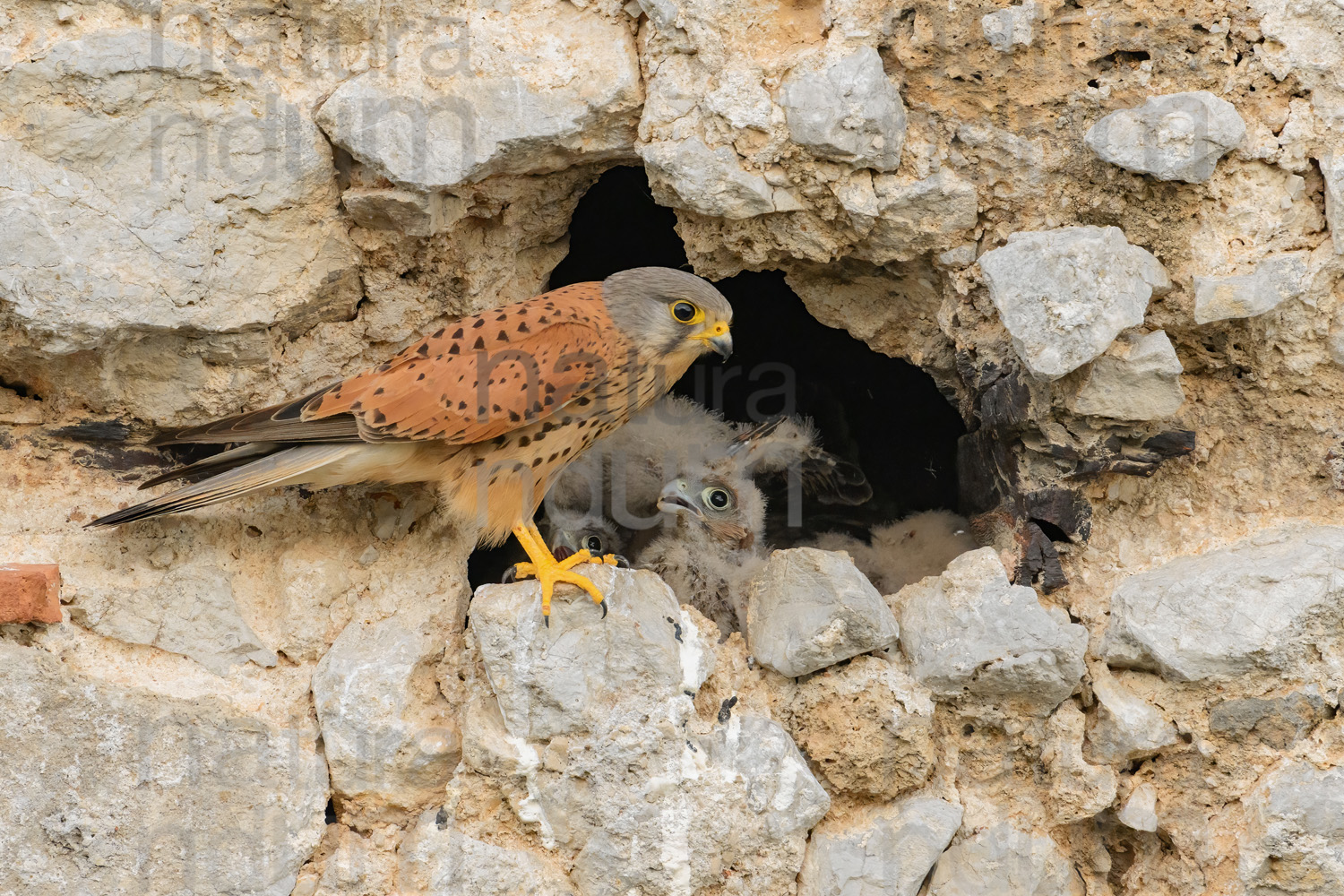 Photos of Common Kestrel (Falco tinnunculus)