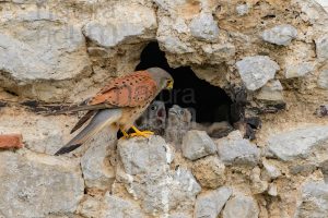 Foto di Gheppio (Falco tinnunculus)