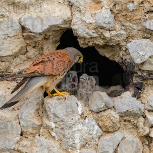 Foto di Gheppio (Falco tinnunculus)