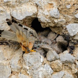 Photos of Common Kestrel (Falco tinnunculus)