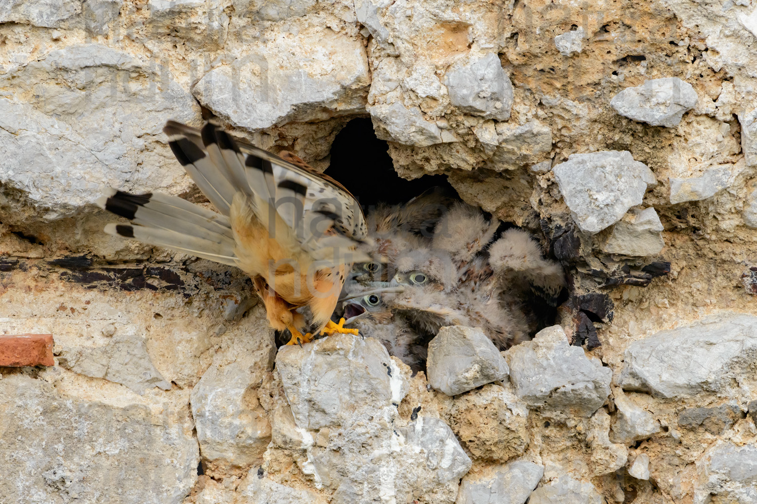 Photos of Common Kestrel (Falco tinnunculus)