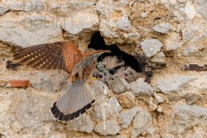 Foto di Gheppio (Falco tinnunculus)