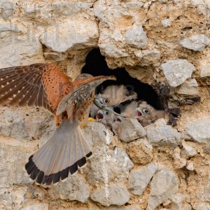 Foto di Gheppio (Falco tinnunculus)