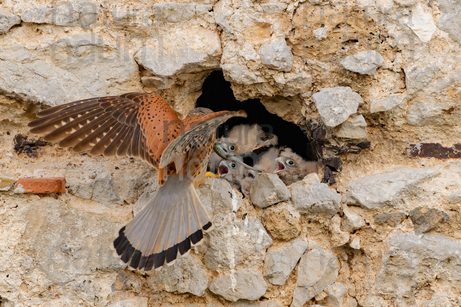 Photos of Common Kestrel (Falco tinnunculus)