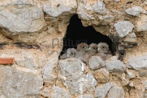 Foto di Gheppio (Falco tinnunculus)