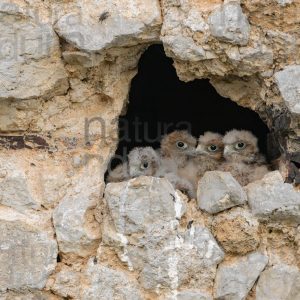 Foto di Gheppio (Falco tinnunculus)