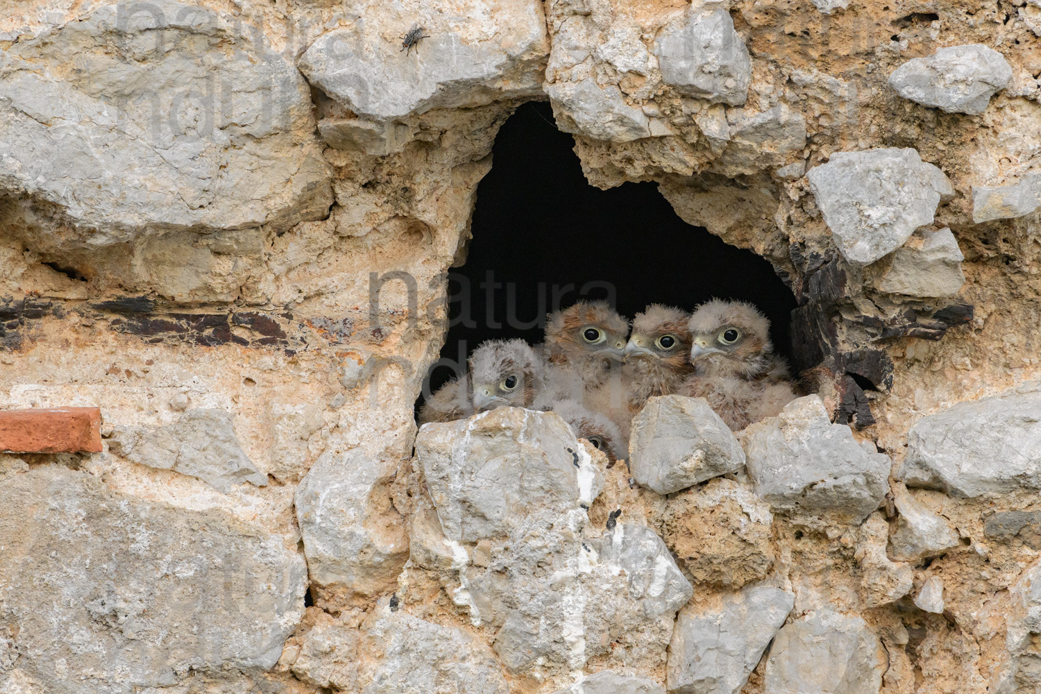 Photos of Common Kestrel (Falco tinnunculus)