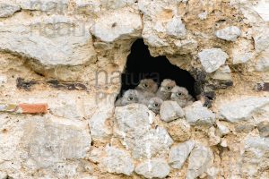 Foto di Gheppio (Falco tinnunculus)